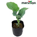 【エントリーでポイント10倍】マルトヨの野菜苗 茎ブロッコリー ブロッコリー スティックブロッコリー グリーンボイス 9cmポット苗 [野菜 家庭菜園 初心者 ...