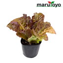 【プレゼント企画中！】マルトヨの野菜苗 チマサンチュ 赤葉 カキチシャ 9cmポット苗 [野菜 家庭菜園 初心者 春 秋 趣味 ベジタブル ガーデニング キッチン 菜園]