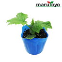 【エントリーでポイント20倍】マルトヨの野菜苗 ヘチマ 太へちま (糸瓜) 9cmポット苗【野菜 家庭菜園 初心者 春 趣味 ベジタブル ガーデニング キッチン...
