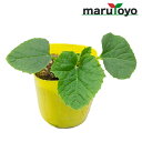【エントリーでポイント10倍】マルトヨの野菜苗 マクワ 金ウリ 9cmポット苗【野菜 家庭菜園 初心者 春 趣味 ベジタブル ガーデニング キッチン 菜園】