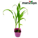 【エントリーでポイント20倍】マルトヨの野菜苗 スイートコーン ゴールデンコーン キャンベラ86 9cmポット苗【野菜 家庭菜園 初心者 春 趣味 ベジタブル ...