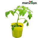 【エントリーでポイント20倍】マルトヨの野菜苗 トマト ミニトマト イエローミミ 9cmポット苗【野菜 家庭菜園 初心者 春 趣味 ベジタブル ガーデニング キ...