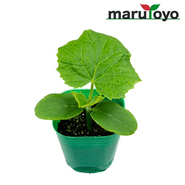 【プレゼント企画中！】マルトヨの野菜苗 キュウリ 夏すずみ 9cmポット苗【野菜 家庭菜園 初心者 春 趣味 ベジタブル ガーデニング キッチン 菜園】