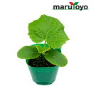 【エントリーでポイント20倍】マルトヨの野菜苗 キュウリ 夏すずみ 9cmポット苗【野菜 家庭菜園 初心者 春 趣味 ベジタブル ガーデニング キッチン 菜園】