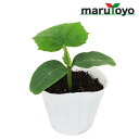 【エントリーでポイント10倍】マルトヨの野菜苗 キュウリ 北進 9cmポット苗【野菜 家庭菜園 初心者 春 趣味 ベジタブル ガーデニング キッチン 菜園】