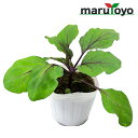 【エントリーでポイント10倍】マルトヨの野菜苗 ナス 大長ナス 庄屋大長 9cmポット苗【野菜 家庭菜園 初心者 春 趣味 ベジタブル ガーデニング キッチン ...