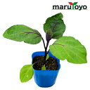 【エントリーでポイント20倍】マルトヨの野菜苗 ナス 長卵形ナス 千両二号 9cmポット苗【野菜 家庭菜園 初心者 春 趣味 ベジタブル ガーデニング キッチン...