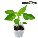 【エントリーでポイント10倍】マルトヨの野菜苗 ピーマン 京波 9cmポット苗【野菜 家庭菜園 初心者 春 趣味 ベジタブル ガーデニング キッチン 菜園】