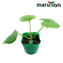 【プレゼント企画中！】マルトヨの野菜苗 青ウリ 青大長縞瓜 9cmポット苗【野菜 家庭菜園 初心者 春 趣味 ベジタブル ガーデニング キッチン 菜園】