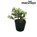 【マルトヨの苗】多肉植物 ポーチュラカリア 雅楽の舞 9cm...