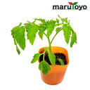 【プレゼント企画中！】マルトヨの野菜苗 トマト サターン 9cmポット苗【野菜 家庭菜園 初心者 春 趣味 ベジタブル ガーデニング キッチン 菜園】