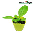 【エントリーでポイント10倍】マルトヨの野菜苗 ハクサイ 黄ごころ65 9cmポット苗 中生85日 [野菜 家庭菜園 初心者 趣味 ベジタブル ガーデニング キ...