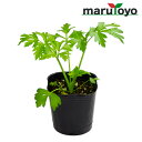 【エントリーでポイント10倍】マルトヨの野菜苗 セロリ トップセラー 9cmポット苗 [ セロリー 清正にんじん オランダみつば 野菜 家庭菜園 初心者 春 秋...