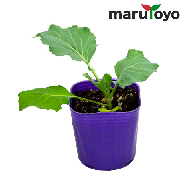 【マルトヨの野菜苗】キャベツ 彩ひかり 9cmポット苗【野菜 家庭菜園 初心者 秋 趣味 ベジタブル ガーデニング キッチン 菜園】