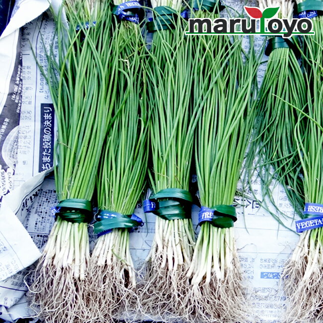 玉ねぎ苗 中生 O・K黄 50本 【タマネギ】【玉葱】【オーケーキ】のサムネイル