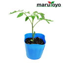 【エントリーでポイント10倍】マルトヨの野菜苗 トマト ホーム桃太郎EX 9cmポット苗【野菜 家庭菜園 初心者 春 趣味 ベジタブル ガーデニング キッチン ...