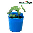 【エントリーでポイント10倍】マルトヨの野菜苗 オクラ アーリーファイブ 9cmポット苗【野菜 家庭菜園 初心者 春 趣味 ベジタブル ガーデニング キッチン ...