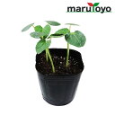 【プレゼント企画中！】マルトヨの野菜苗 オクラ エメラルド 9cmポット苗【野菜 家庭菜園 初心者 春 趣味 ベジタブル ガーデニング キッチン 菜園】