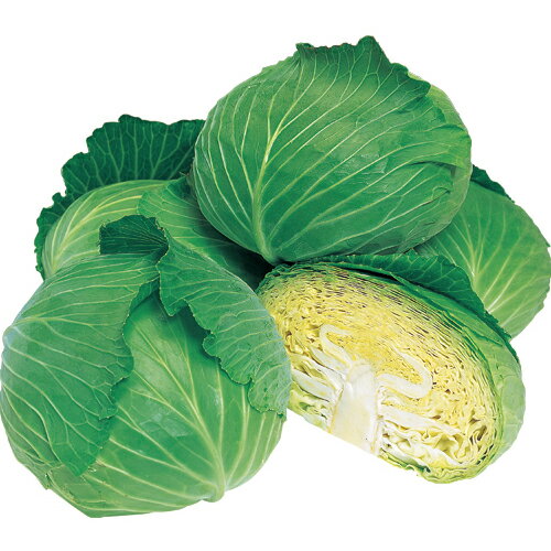 【マルトヨの野菜苗】キャベツ 彩ひかり 9cmポット苗【野菜 家庭菜園 初心者 秋 趣味 ベジタブル ガーデニング キッチン 菜園】