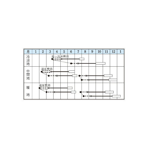 【マルトヨの野菜苗】キャベツ 彩風 9cmポット苗【野菜 家庭菜園 初心者 秋 趣味 ベジタブル ガーデニング キッチン 菜園】