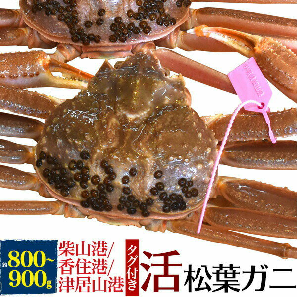 【 領収書発行可能 】 活松葉ガニ 800g前後 ( ズワイガニ ) 産地証明タグ付き ● 贈り物 ギフト お取り寄せ お祝い 国産 内祝い 産地直送 産直 柴山港 津居山港 香住港水揚げ ブランド松葉蟹 松葉がに 柴山かに 津居山かに 香住かに カニ ずわいがに　山陰産　境港