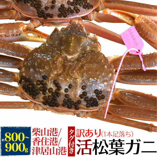 【 領収書発行可能 】 活松葉ガニ 800g前後 ( ズワイガニ ) 産地証明タグ付き 足数1本不足 訳あり ● 贈り物 ギフト お取り寄せ 国産 産地直送 産直 柴山港 津居山港 香住港水揚げ ブランド松葉蟹 松葉がに 柴山かに 津居山かに 香住かに カニ ずわいがに わけあり