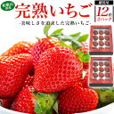 ̎s a̎RY ܂Ђ 24Zbg 300g x 2   C`S LO 蕨  蕨 J^O  Ε j Mtg  j җj Êj oYj Ԃ  ii Nu t[c t[cl t[cMtg lC 