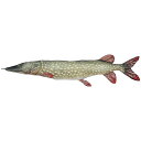 ダルトン DULTON フィッシーズ パイク 195 FISHES PIKE 195 Y-0506