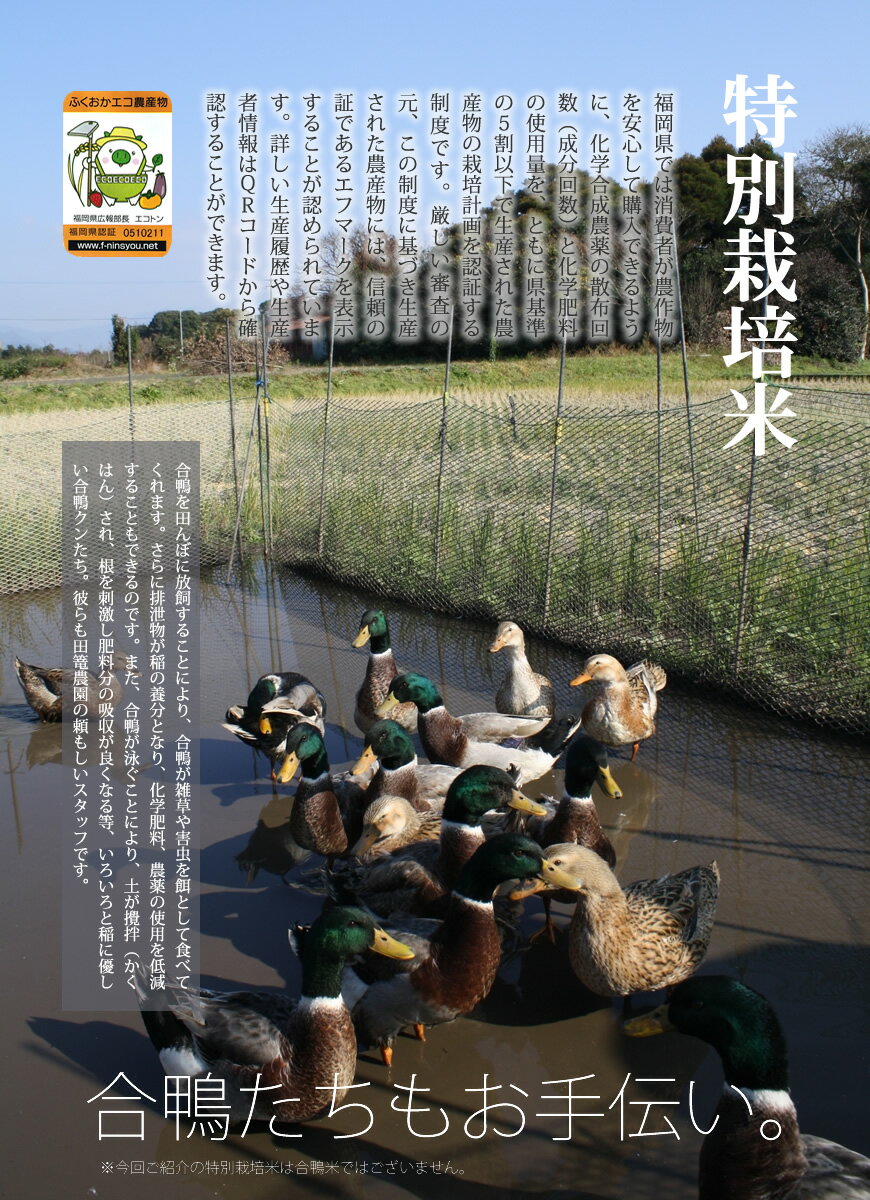 新米 令和2年産 福岡県産 たごもり農園の特別栽培米 ひのひかり 10kg[5kg×2] / お取り寄せグルメ 出荷日精米 玄米から分つき米 白米まで バレンタインギフト食べ物 バレンタイン ギフト格安通販　バレンタイン　人気　ランキング