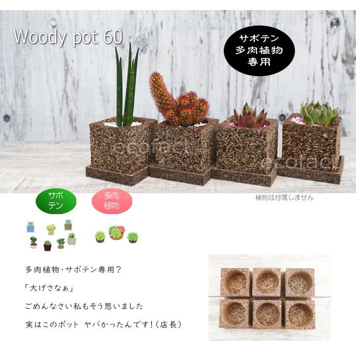 6個セット 多肉植物 サボテン 専用 ポット 鉢 かわいい ウッディポット キューブ60 おしゃれ プランター 木製 植木鉢 エケベリア ガーデニング