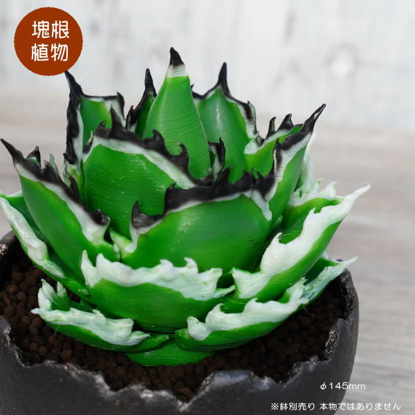 楽天市場】アガベ 多肉植物(サイズ(植木鉢)4 ~ 6号)の通販 楽天市場】アガベ 多肉植物(サイズ(植木鉢)4 ~ 6号)の通販