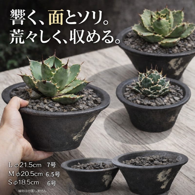 楽天市場】アガベ 7号（花・ガーデン・DIY）の通販