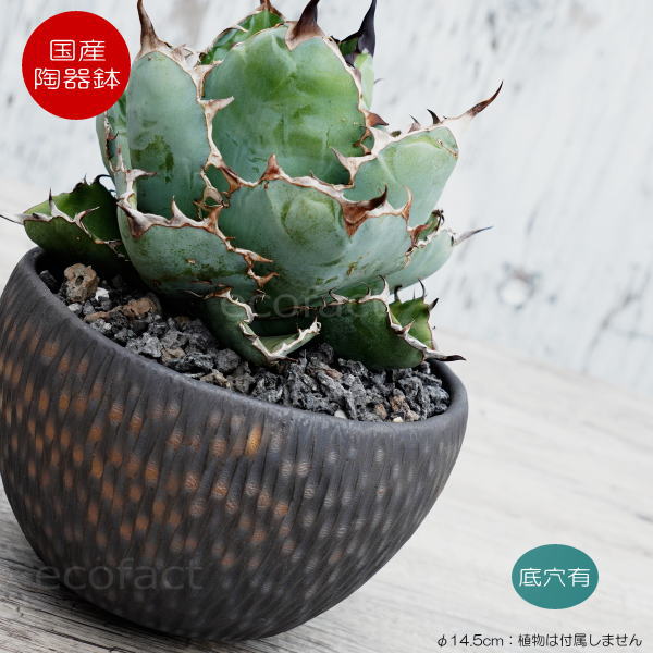 植木鉢 おしゃれ 陶器鉢 5号相当 小型 室内 底穴ありBUNGA POT カービング 金彩（大） φ14.5cm 宝寿窯 有田焼 プランター 園芸鉢 アガベ サボテン 多肉植物 塊根植物 コーデックス