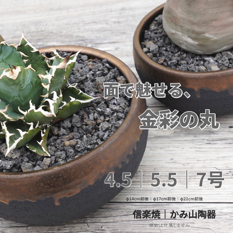 楽天市場】アガベ 7号の通販