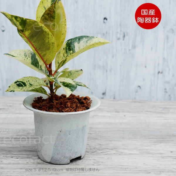 植木鉢 おしゃれ 陶器鉢 白つばS φ12.5 (9) cm 底穴ありホワイト 白 プランター 園芸鉢 信楽焼 かみ山陶器 観葉植物 アガベ サボテン ビザールプランツ 塊根植物 コーデックス 多肉植物 ポット アグラオネマ カラテア