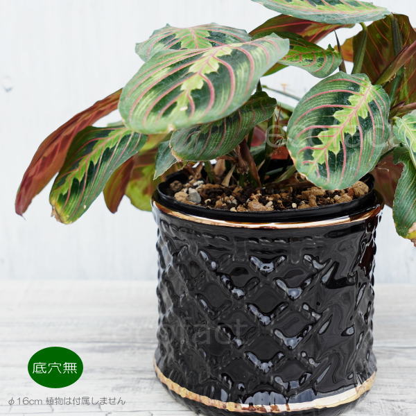 鉢カバーフラワーポット 植木鉢 おしゃれ 陶器鉢 ミニポット キルティング チェック ブラック ゴールド φ16cm プランター 園芸鉢 観葉植物 多肉植物 熱帯植物 ポルトガル製 アグラオネマ カラテア