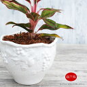 フラワーポット 植木鉢 おしゃれ 陶器鉢 ミニポット ホワイト フルーツ レリーフ φ17cm プランター 園芸鉢 観葉植物 多肉植物 熱帯植物 ポルトガル製 アグラオネマ カラテア