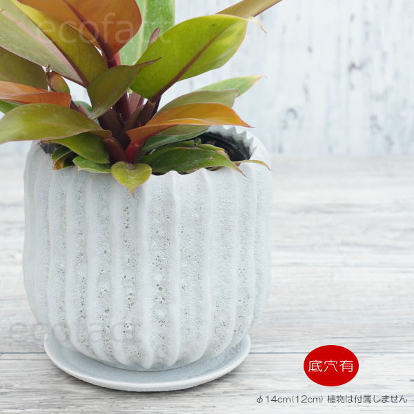 植木鉢 おしゃれ 陶器鉢 小型 4.5号相当 室内 底穴あり 受け皿あり メレンゲ φ14cm...