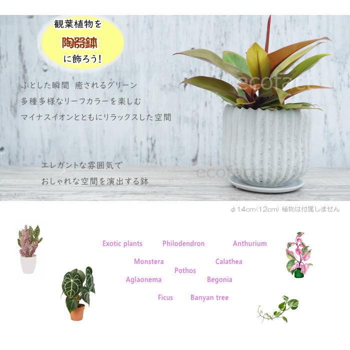 植木鉢 おしゃれ 陶器鉢 小型 4.5号相当 室内 底穴あり 受け皿あり メレンゲ φ14cm...