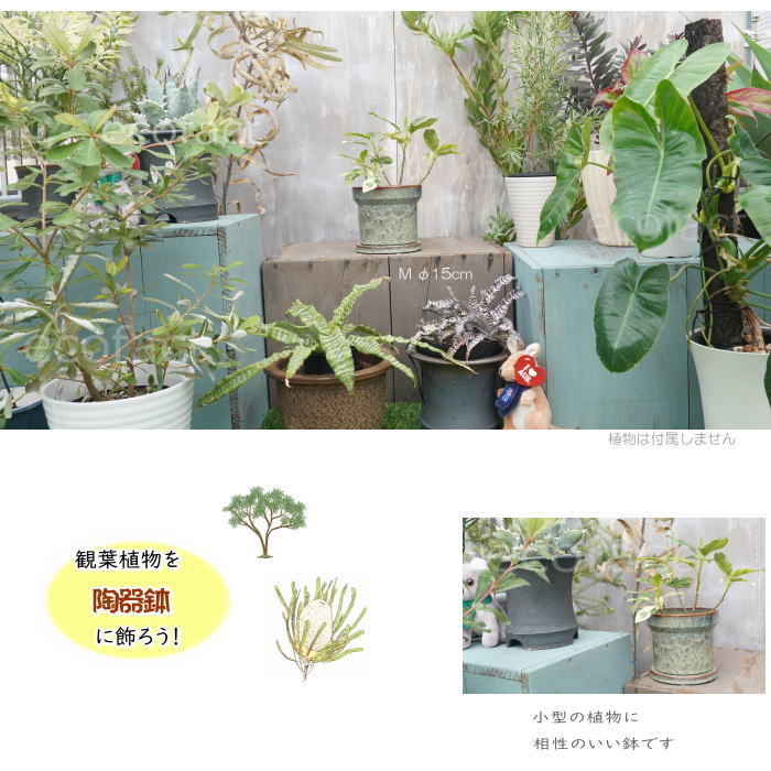 植木鉢 おしゃれ 陶器鉢 室内 5号 受け皿付き Grit M グレイグリーン φ15cm 緑プラ...