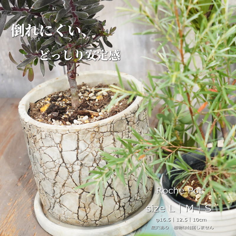 Glass Bowls - 【マラソン期間限定 ポイント10倍]】植木鉢 おしゃれ セメント鉢 5.5｜4.5｜3.5号相当 ロッシュ｜3サイズ 受け皿付き 底穴あり モダン プランター 熱帯植物 アロカシア フィロデンドロン アガベ
