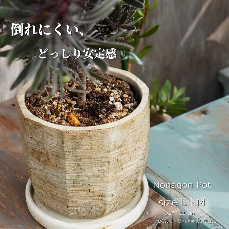 楽天市場】モンステラ（植木鉢・プランター｜ガーデニング・農業）：花