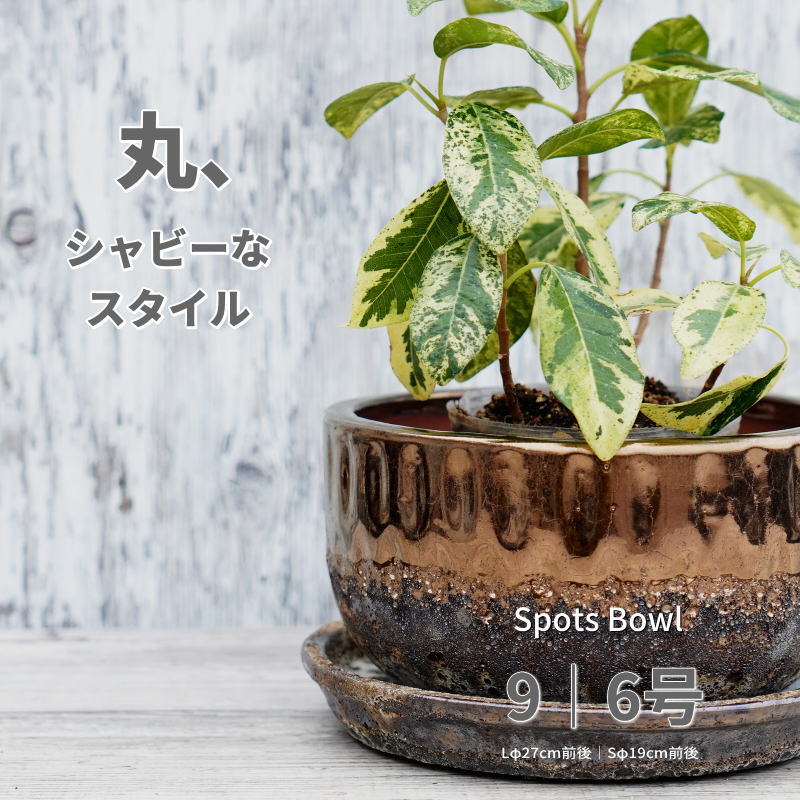 楽天市場】アガベ（原産国/製造国ベトナム）（植木鉢・プランター