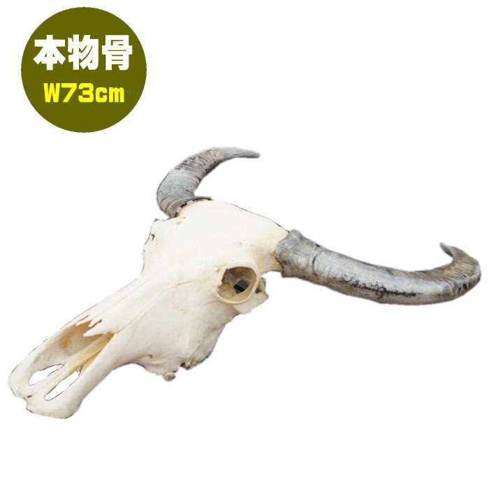 楽天市場】頭蓋骨 牛の通販 楽天市場】頭蓋骨 牛の通販