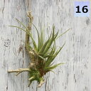 フェイクグリーン チランジア グリーン 養生 活着 エアプランツ ミニ 壁掛け 人工観葉植物 おしゃれ ウォールアート 造花 壁面緑化 パネル ボード アートフ...