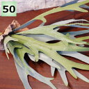 フェイクグリーン 小型 ブランチ 50cm コウモリラン(ビカクシダ) 壁掛け 人工観葉植物 おしゃれ ウォールアート 造花 壁面緑化 パネル ボード アートフ...
