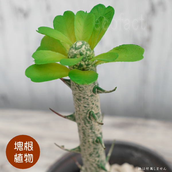 パキポディウム ピッグ 34.5cm 小型 造花 塊根植物 