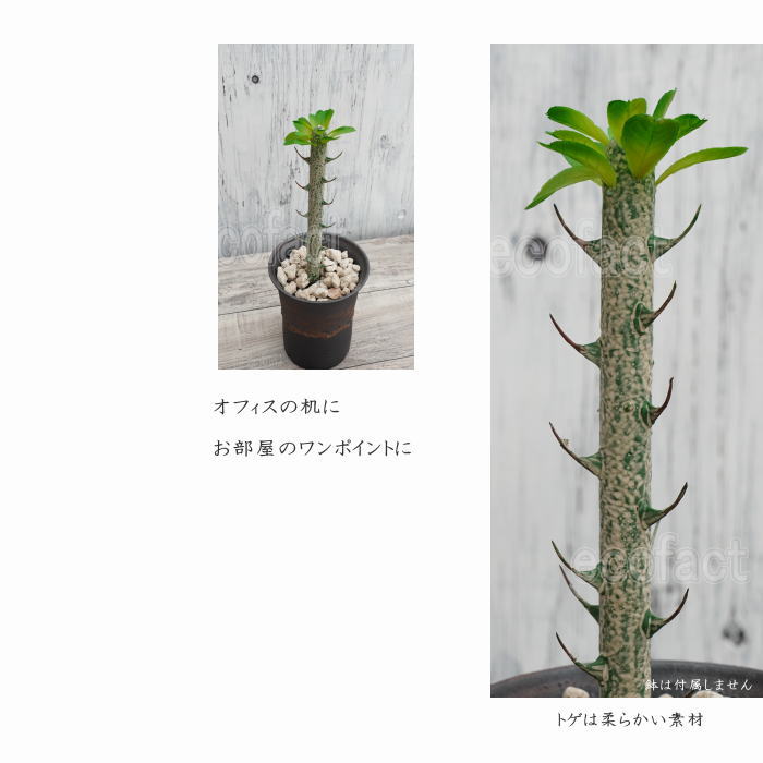 パキポディウム ピッグ 34.5cm 小型 造花 塊根植物 コーデックス 多肉植物 人工観葉植物 おしゃれ ガーデニング アレンジメント 飾り