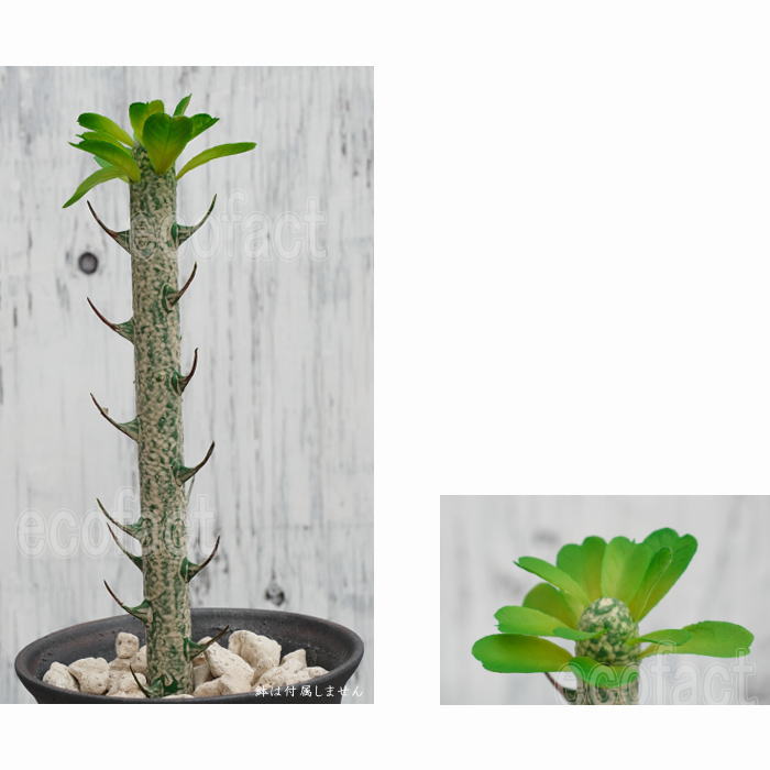 パキポディウム ピッグ 34.5cm 小型 造花 塊根植物 コーデックス 多肉植物 人工観葉植物 おしゃれ ガーデニング アレンジメント 飾り
