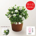 母の日 花 ギフト メーカー直送 送料無料 【母の日専用】 ガーデニア鉢植え 代引き後払い不可品 お申込日5/13まで くちなし 生花 鉢 プレゼント 贈り物